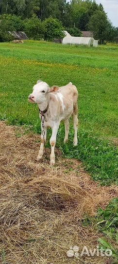 Продам телочку