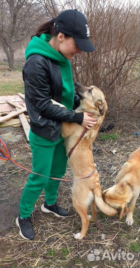 Щенок-подросток, девочка, 10 мес