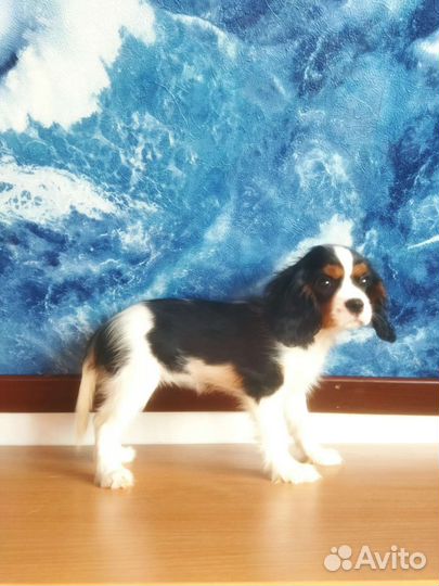 Кавалер кинг чарльз спаниель РКФ