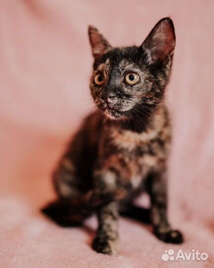 Котенок черепахового окраса