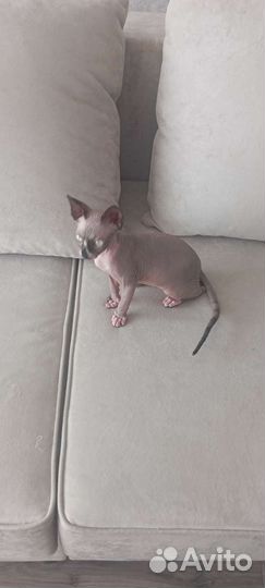 Кошечка сфинкс