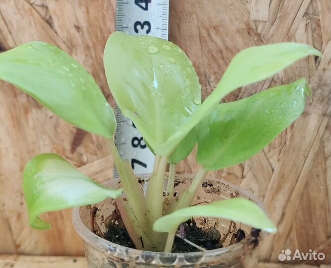 Филодендрон Голоден Лок