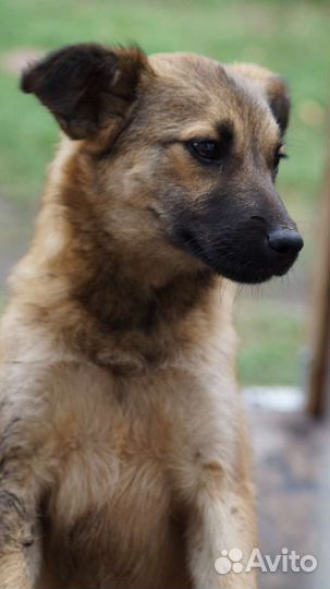 Щенок/ собака в добрые руки бесплатно