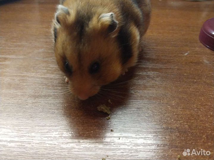 Сирийский хомяк бесплатно