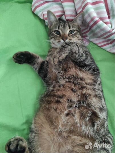 Рыжий котенок и его сестра ищут дом