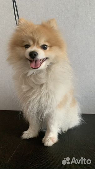 Стрижка мойка собак кошек груминг