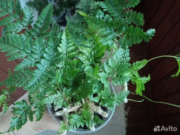 Хумата Тайрмени (Давалия)