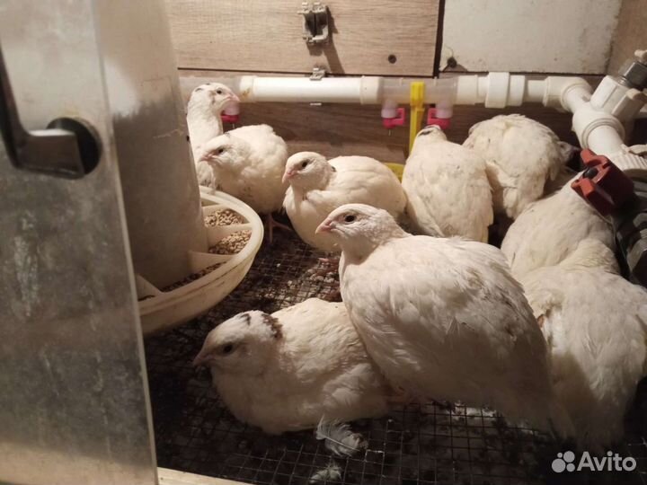 Инкубационное яйцо кур