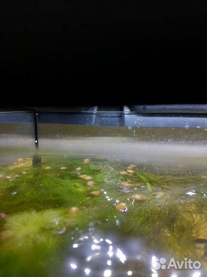 Улитки аквариумные Ампулярии