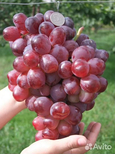 Саженцы элитных сорт винограда и плод. деревьев