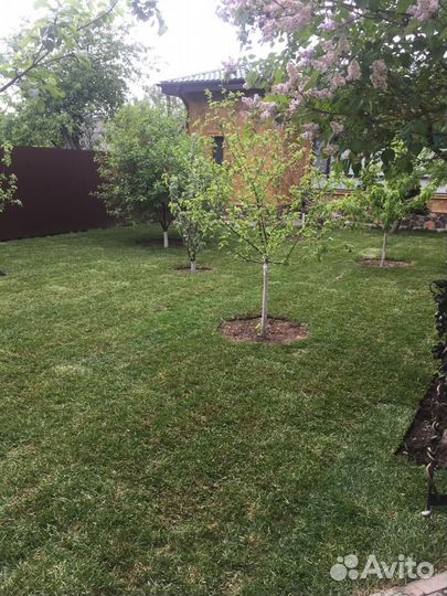 Рулонные газоны