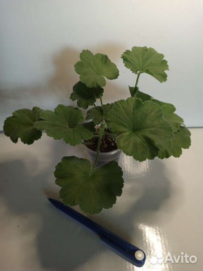 Пеларгония герань сортовые