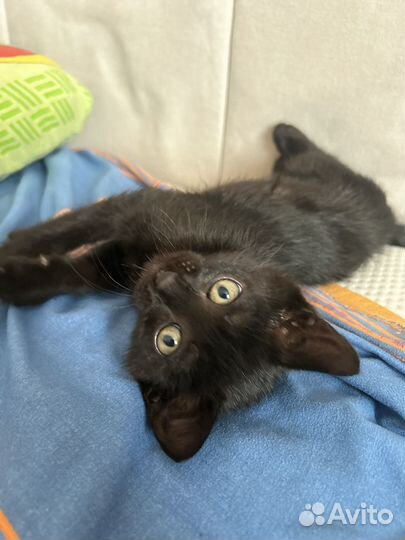 Черная кошка