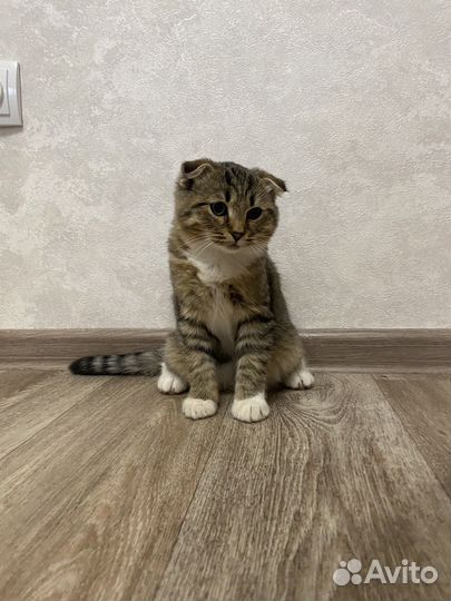 Кошечка в добрые руки