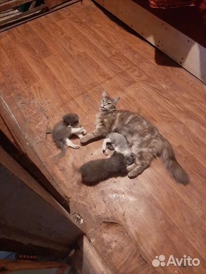 Катята в дар хорошим людям