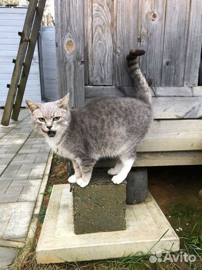 Кошки