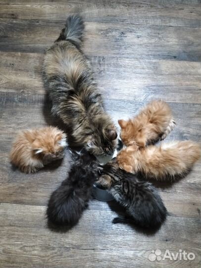 Котята бесплатно