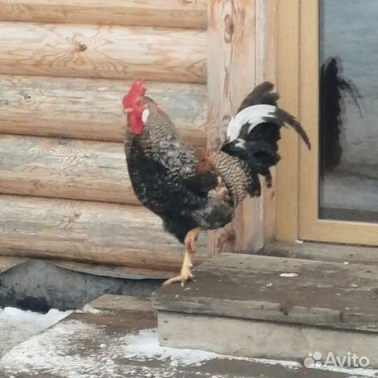 Петухи