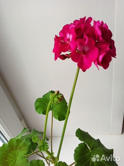 Герань, цвет фуксия