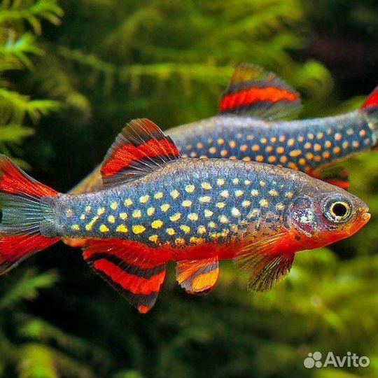 Микрорасбора галактика