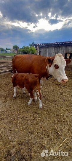 Продаем коров с телятами