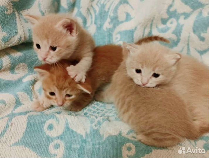 Котята невероятной красоты