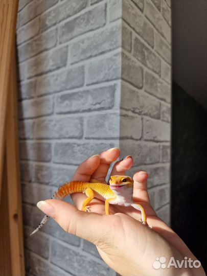 Леопардовый геккон эублефар