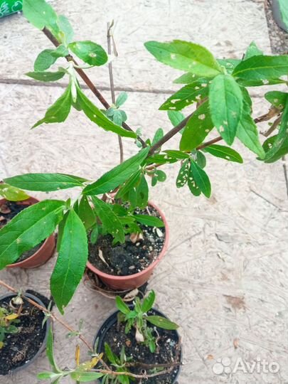 Буддлея Давида