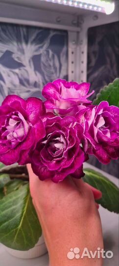 Набор укорененных листочков глоксинии 5+1