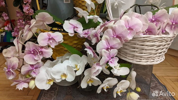 Орхидея фаленопсис биг лип