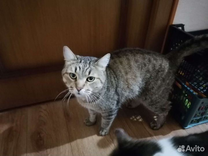 Котики бесплатно в добрые руки