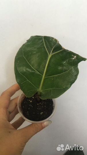 Фикусы подросшие