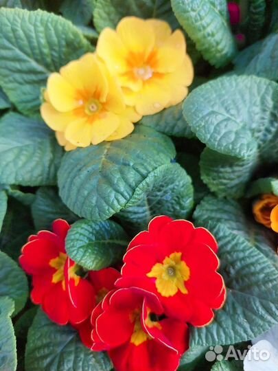 Примула, гиацинт, газания, цикломен, маргаритка