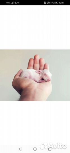 Корм змеям и рептилиям