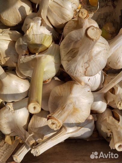 Яровой чеснок