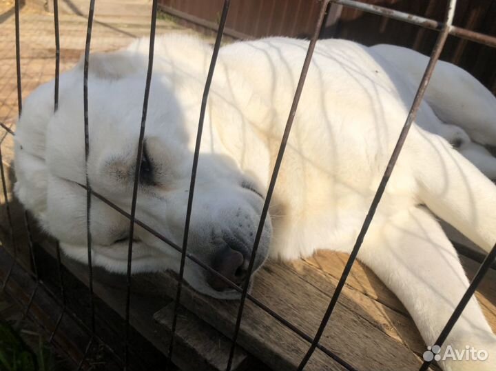 Алабай ищет девочку