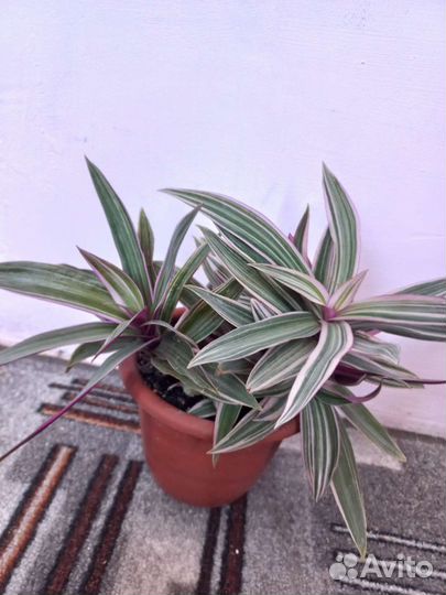 Рэо розовый