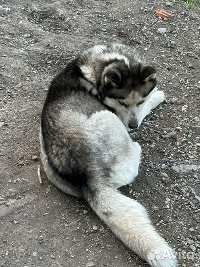 Хаски в добрые руки