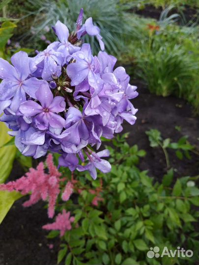 Многолетники, можжевельник,аралия манжурская