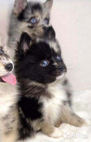 Помски- померанский мини хаски микро/ той / мини