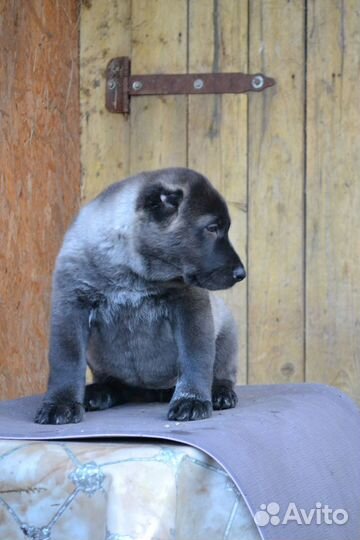 Щенки сао алабай