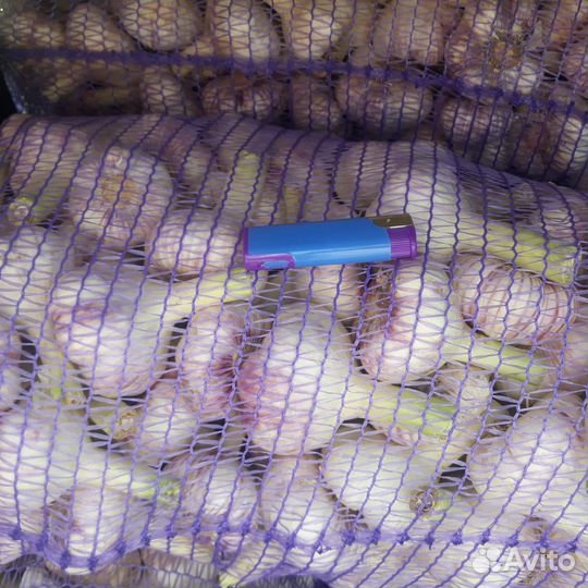 Чеснок Любаша