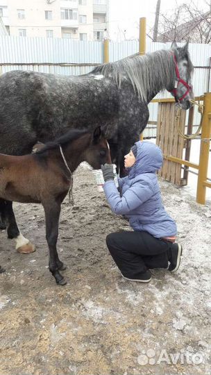 Выгул лошадей пони. Тренерство. Волонтерство