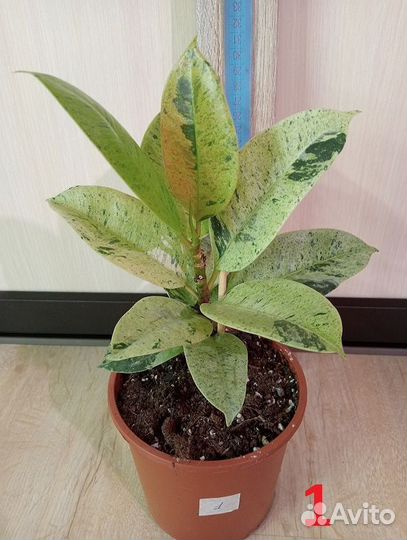 Комнатные растения. Фикусы разные