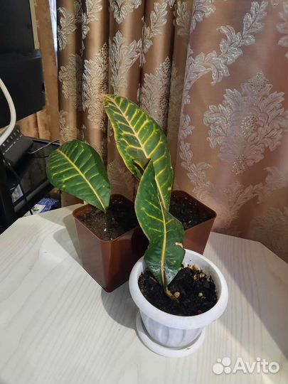 Кротон Петра