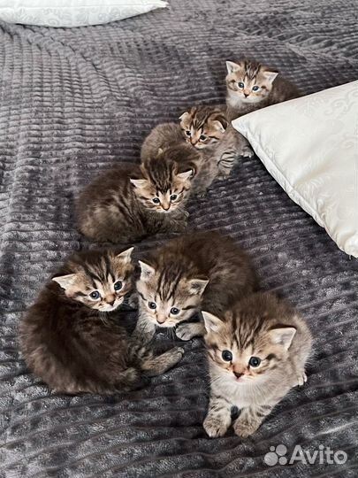 Шотландские котята