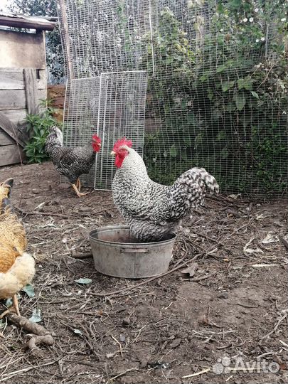 Петух Плимутрок