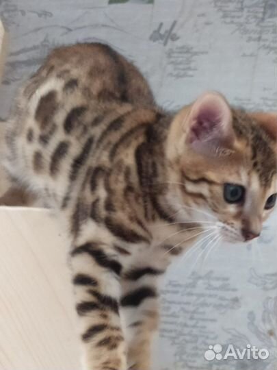 Бенгальские котята с документами