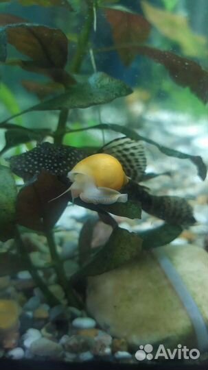 Гуппи ассорти