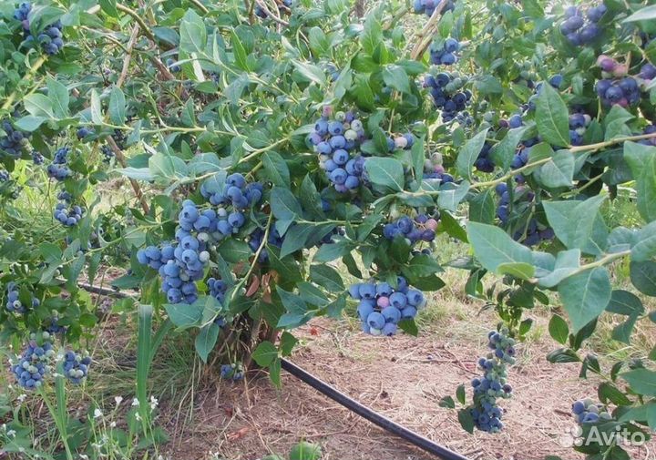 Голубика Сорт Река 5 лет